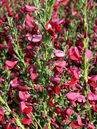 Besenginster (Cytisus scoparius 'Boskoop Ruby')
