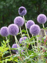 Kugeldistel (Echinops ritro)