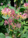 Geissblatt (Lonicera heckrottii 'Goldflame')