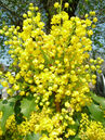 Mahonie (Mahonia aquifolium)