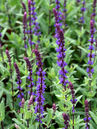 Steppensalbei, Sommersalbei (Salvia nemorosa 'Caradonna')