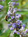 Mönchspfeffer (Vitex agnus-castus)