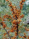 Bei diesem Strauch sind die orangen Früchte im Herbst das Auffällige. Sie habe einen hohen Vitamin C- und A-Gehalt. Im Winter sind sie eine gute Vogelnahrung.