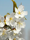 Die Süsskirsche, auch Vogelkirsche genannt, hat von April bis Mai weisse Blüten, die gerne von Bienen besucht werden. Im Juli reifen die schwarzroten Früchte, welche Vögeln Nahrung bieten. Foto © PlantaPro