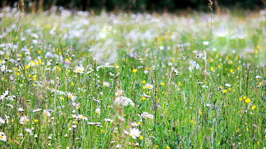 In einer natürlichen Wiese hat es eine Vielzahl an Pflanzenarten. Das macht sie so wertvoll für die Umwelt, die Tiere und Insekten. 
