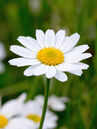 Die Margerithe (Leucanthemum vulgaris) dürfte jedermann bekannt sein. Auch solche Pflanzen tragen viel zur Biodiversität bei, egal ob auf der Wiese oder im Garten.