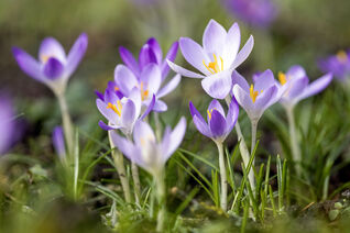 Elfen-Krokus (Crocus tommasinianus) – ein zierlicher Frühlingsblüher, der sich an geeigneten Standorten mit der Zeit eigenständig ausbreitet und natürliche Blütenteppiche bildet.