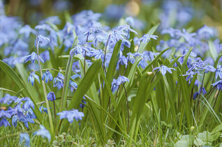 Scilla (Blaustern) – ebenfalls bestens zum Verwildern geeignet.