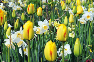 Tulpen und Narzissen bringen mit ihren leuchtenden Farben und vielfältigen Blüten Formen in den Frühlingsgarten.