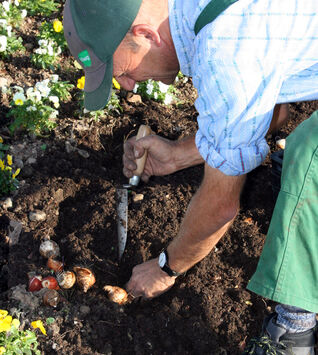 Blumenzwiebeln pflanzen: Boden lockern, bei schweren Böden Sand einarbeiten und die Zwiebeln etwa dreimal so tief setzen, wie sie hoch sind.