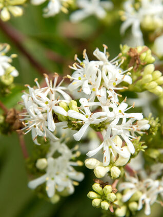 Schwieriger botanischer und deutscher Name – Heptacodium miconioides - Sieben-Söhne-des-Himmels-Blume 