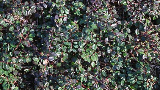 Flächen- und bodendeckend: Die Zwergmispelsorte «Queen of Carpets», übersetzt «Königin der Teppiche», macht ihrem Namen alle Ehre. 