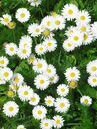 Gänseblümchen (Bellis perennis)