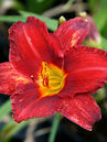 Taglilie (Hemerocallis)