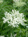 Holunder (Sambucus nigra)