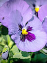 Veilchen (Viola) 