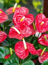 Anthurium andreanum 'Red Champion®' 