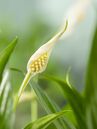 Spathiphyllum floribundum