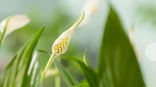 Spathiphyllum floribundum