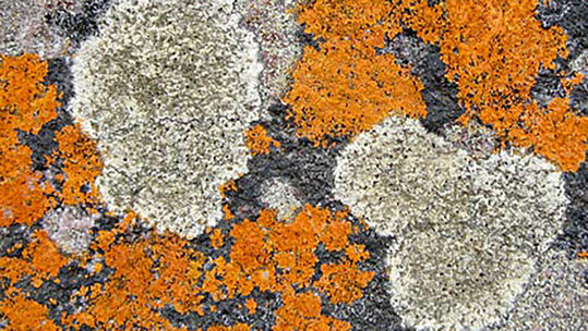 Flechten fühlen sich an exponierten Standorten auf Bäumen oder kahlen Felsen wohl, wo es für sie genügend Licht und Luft gibt. 