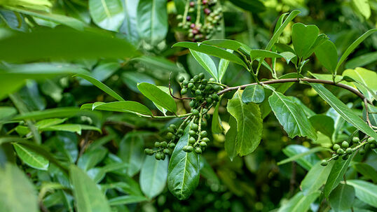 Kirschlorbeer ist als Heckenpflanze sehr beliebt, stellt aber eine Bedrohung für die einheimische Vegetation dar.