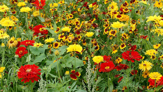Der Boden kann auch mit Gründüngung verbessert werden. Dabei lockern die Wurzeln die Erde teilweise bis in tiefere Schichten.