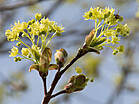 Acer platanoides 'Emerald Queen'