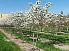 Amelanchier lamarckii