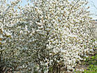 Amelanchier lamarckii