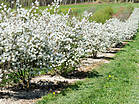 Amelanchier lamarckii