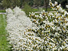 Amelanchier lamarckii
