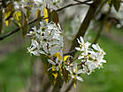 Amelanchier lamarckii