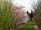 Prunus 'Accolade'