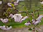 Prunus 'Accolade'