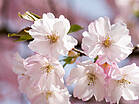 Prunus 'Accolade'