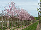 Prunus dulcis 'Amanda'