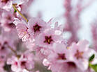 Prunus dulcis 'Amanda'