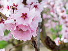 Prunus dulcis 'Amanda'