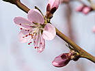 Prunus dulcis 'Amanda'