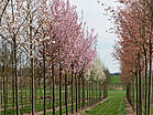 Prunus sargentii 'Charles Sargent'