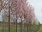 Prunus sargentii 'Charles Sargent'