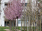 Prunus sargentii