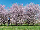 Prunus spinosa 'Rosea'