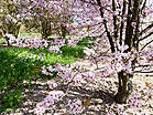 Prunus spinosa 'Rosea'