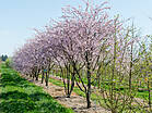 Prunus spinosa 'Rosea'