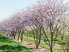 Prunus spinosa 'Rosea'