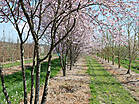 Prunus spinosa 'Rosea'