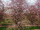 Prunus spinosa 'Rosea'