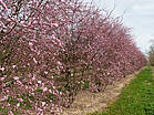 Prunus spinosa 'Rosea'
