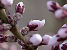 Prunus spinosa 'Rosea'